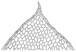 Cyclodictyon blumeanum, leaf apex. Drawn from C.J. West 2/4, CHR 548139.
 Image: R.C. Wagstaff © Landcare Research 2016 